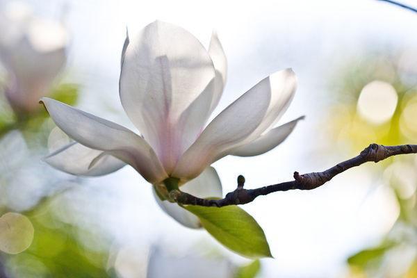 magnolia floreció en el jardín