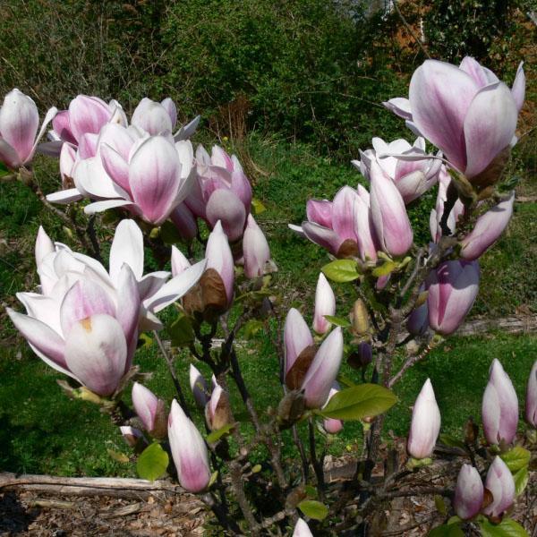 le magnolia fleurit dans le jardin
