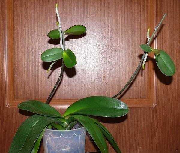 bébés orchidées avec des racines