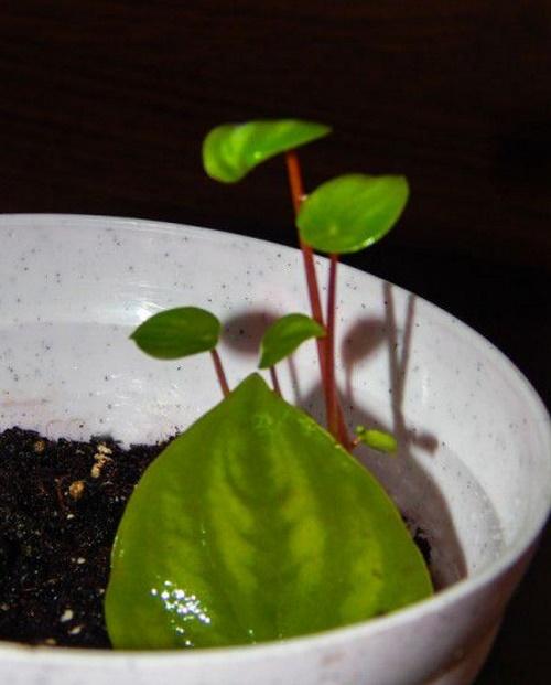 peperomia hoja