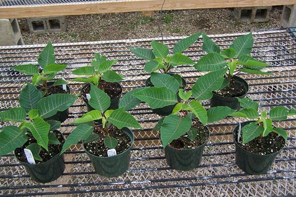 reproduction de poinsettia