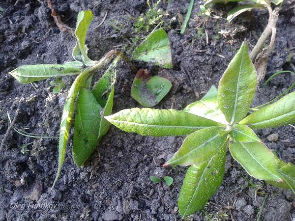 rododendro de esquejes