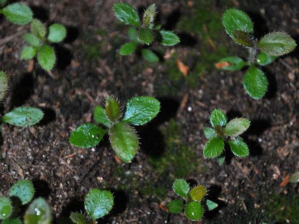 propagación de semillas de rododendro