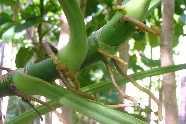 raíces aéreas de syngonium