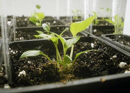 Brote de semillas de Spathiphyllum