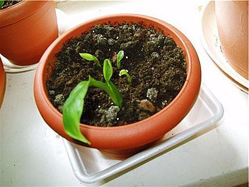 Spathiphyllum joven crece y se desarrolla