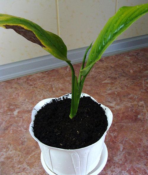 Proceso plantado de spathiphyllum