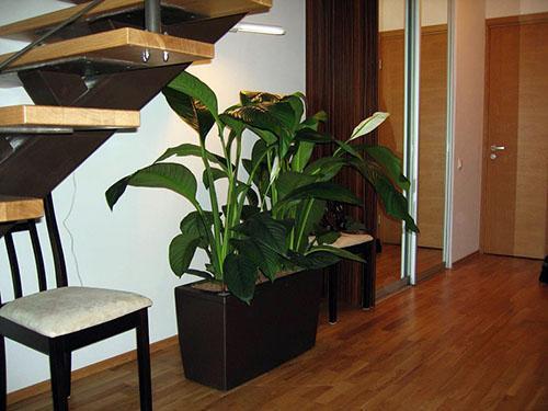 Spathiphyllum en la oficina