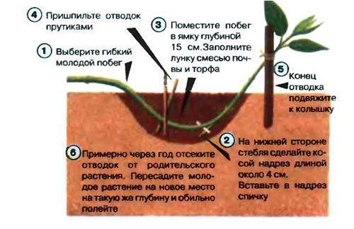 reproducción de spirea por capas