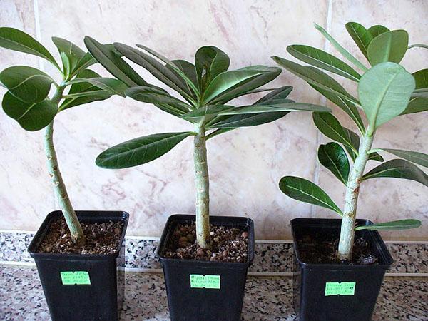 propagation de l'adénium par bouturage