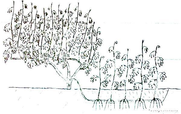 Méthode chinoise de propagation du raisin