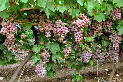 Arbusto madre y esquejes fructíferos.