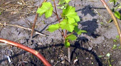 Le jeune buisson a grandi