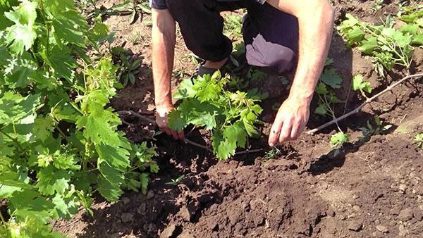 Propagation d'un buisson de raisin par marcottage