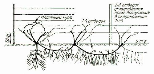 Propagation d'un buisson de raisins le long du treillis