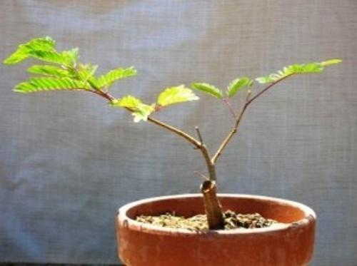 propagation de l'acacia par bouturage