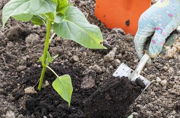 plantar mirabilis en campo abierto