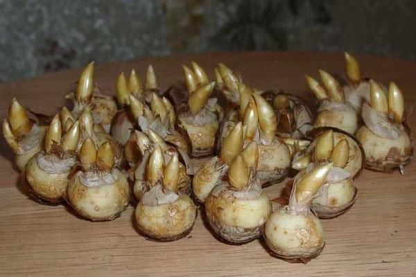 bulbes de crocus