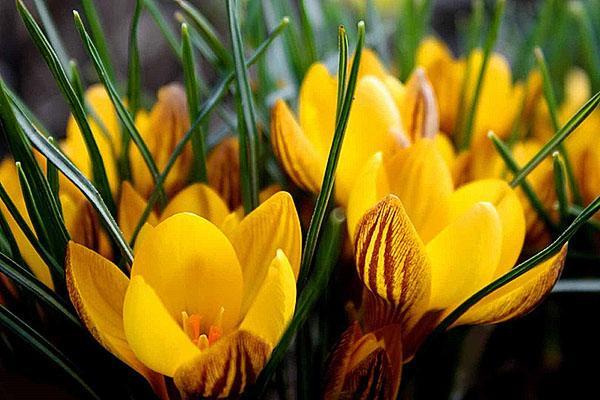 crocus oranges