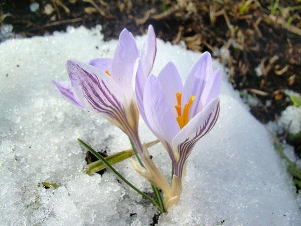 filet de crocus