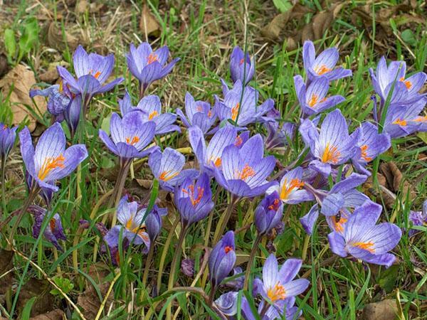 beau crocus