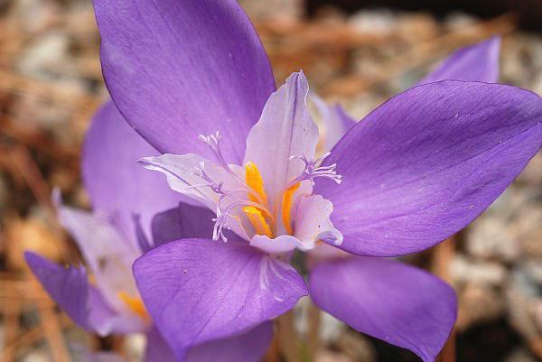 banat crocus