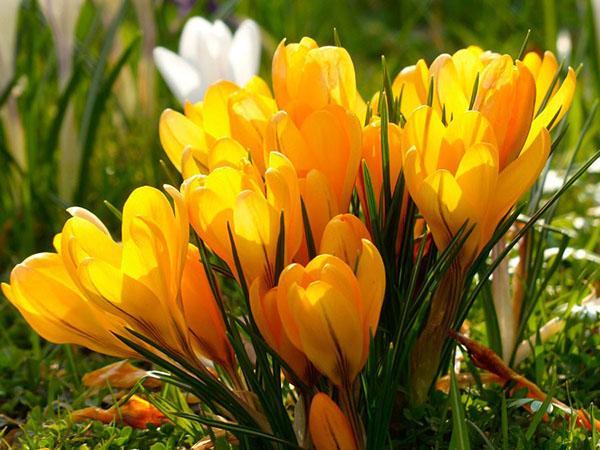 floraison lumineuse de crocus