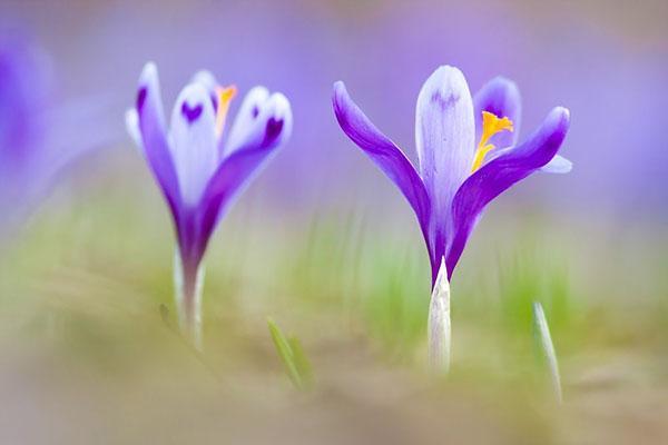 crocus geyfel