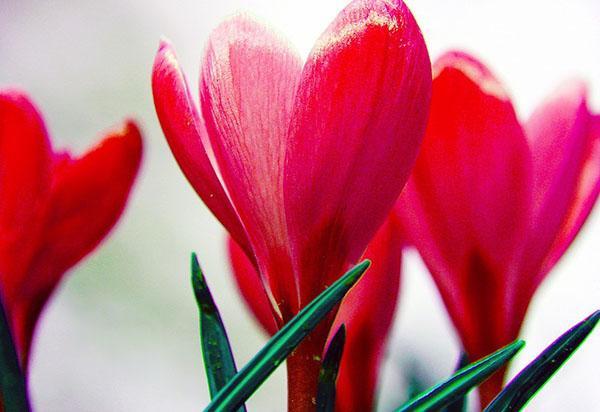 crocus rouges