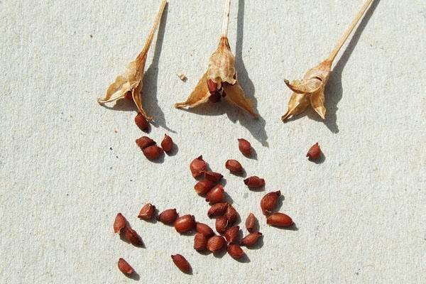semillas de azafrán