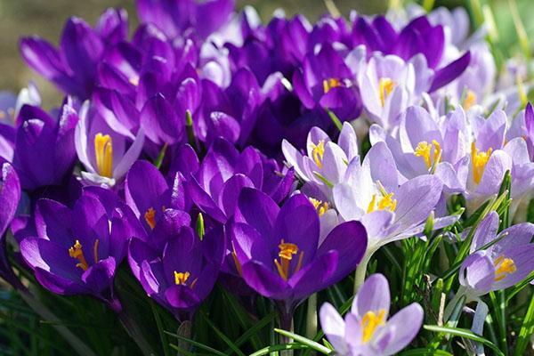 types préférés de crocus