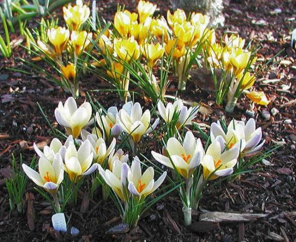 crocus jaunes et blancs