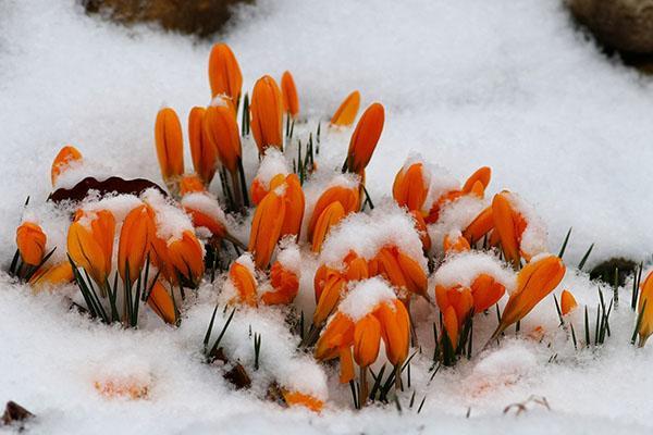 crocus à fleurs dorées