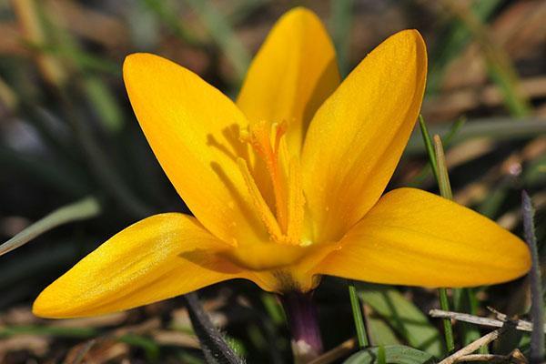 crocus doré