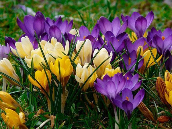 types de crocus dans le parterre de fleurs