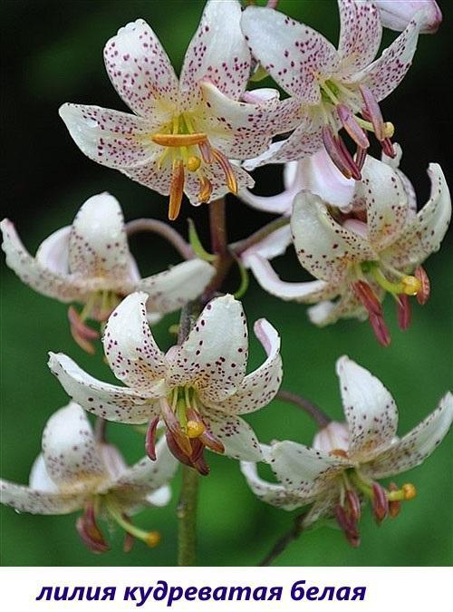 Lirio blanco rizado (L. martagon var. Albiflorum)