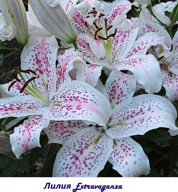 Lily Extravagance