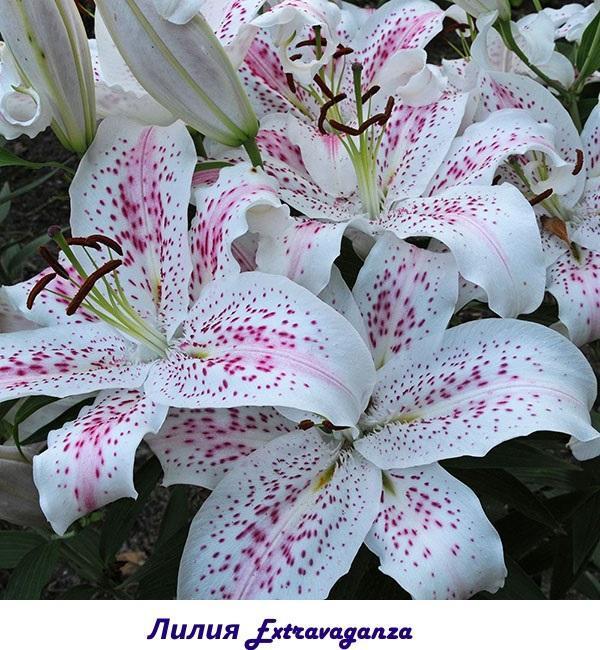 Lily Extravaganza