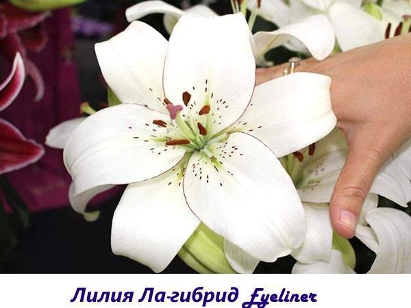 Eyeliner hybride Lily LA
