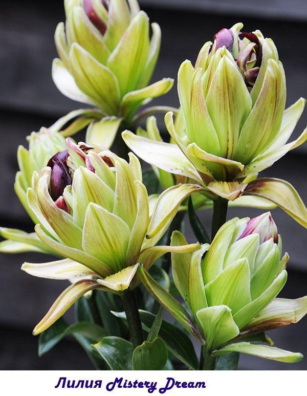 Lily Mystery Dream