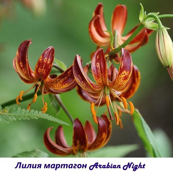 Lily martagon noche árabe