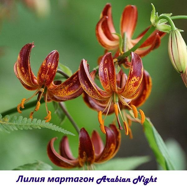 Lily martagon mille et une nuit