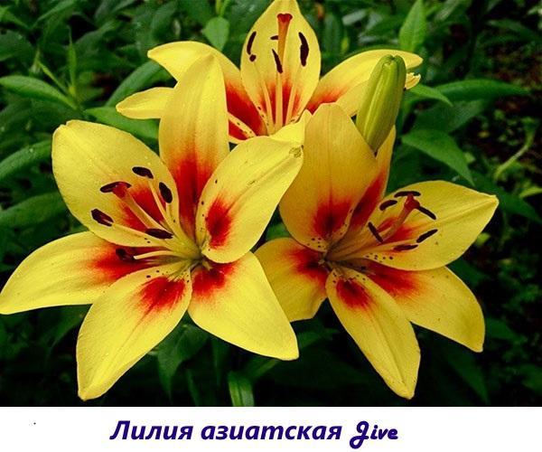 Lys asiatique Jive