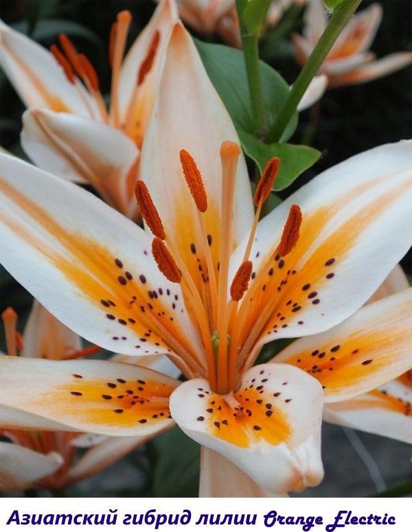Hybride asiatique Orange Lys électrique