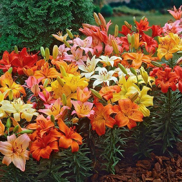 palette de couleurs de lys