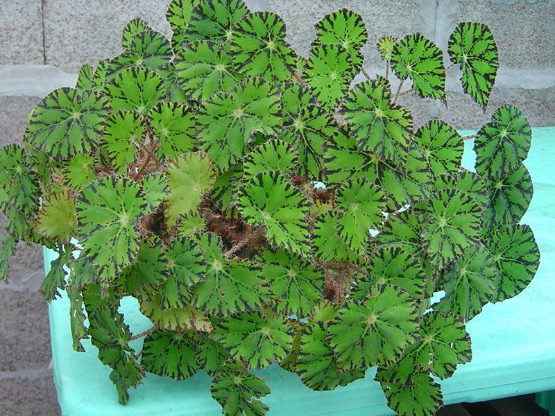 Bégonia bowerae