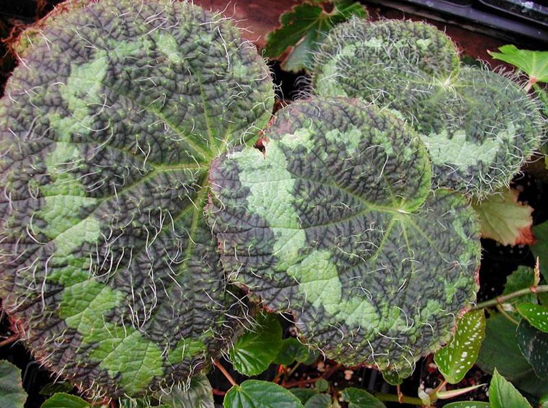 Bégonia sizemoreae