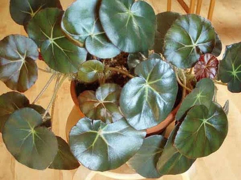 Bégonia erythrophylla