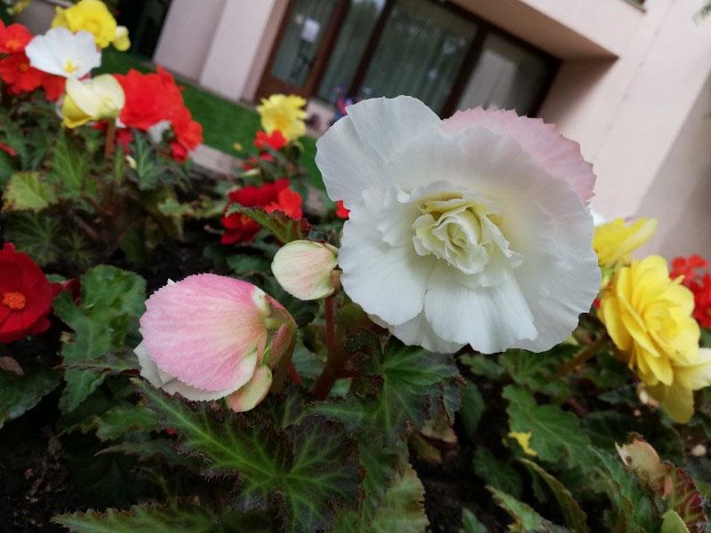 bégonia en fleurs dans le jardin