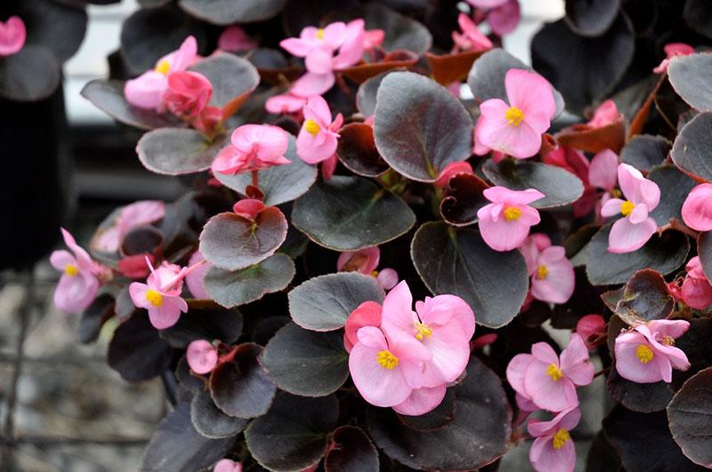 Bégonia semperflorens